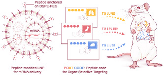 20250901-航院邵玥课题组通过多肽分子力学建立器官靶向核酸药物递送策略-常铁-图1. 多肽编码引导的器官靶向核酸药物递送（“POST多肽分子邮编”）策略.jpg