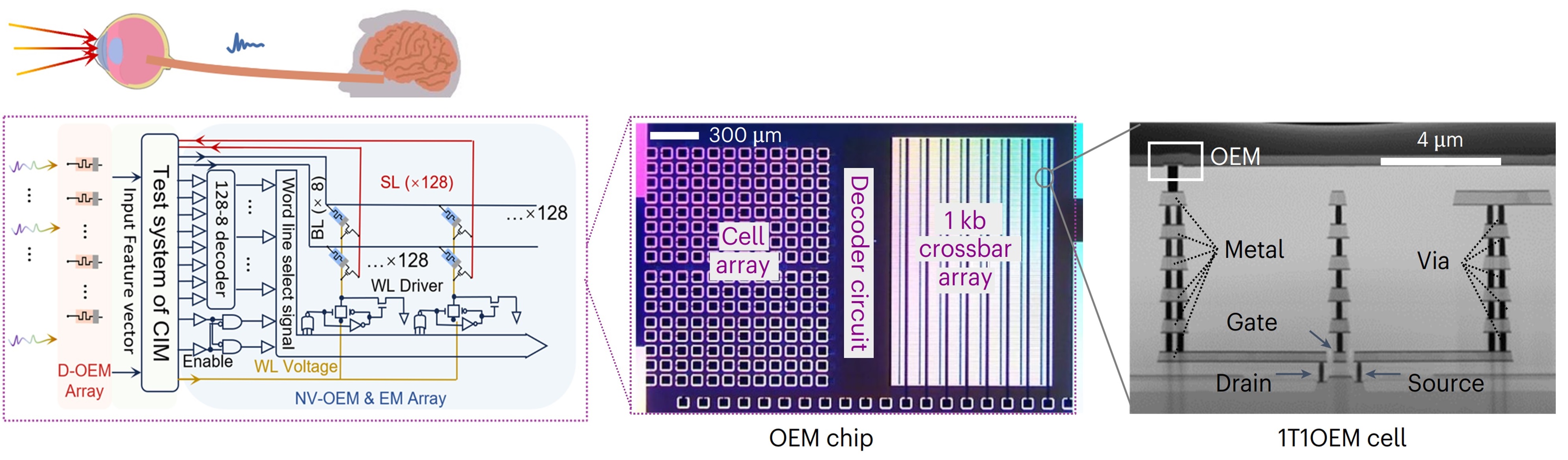 20241115-感存算一体化-唐建石-图1 多模态感存算一体化光电忆阻器阵列：片上集成1kb光电忆阻器1T-1OEM单元和硅CMOS外围电路.jpg