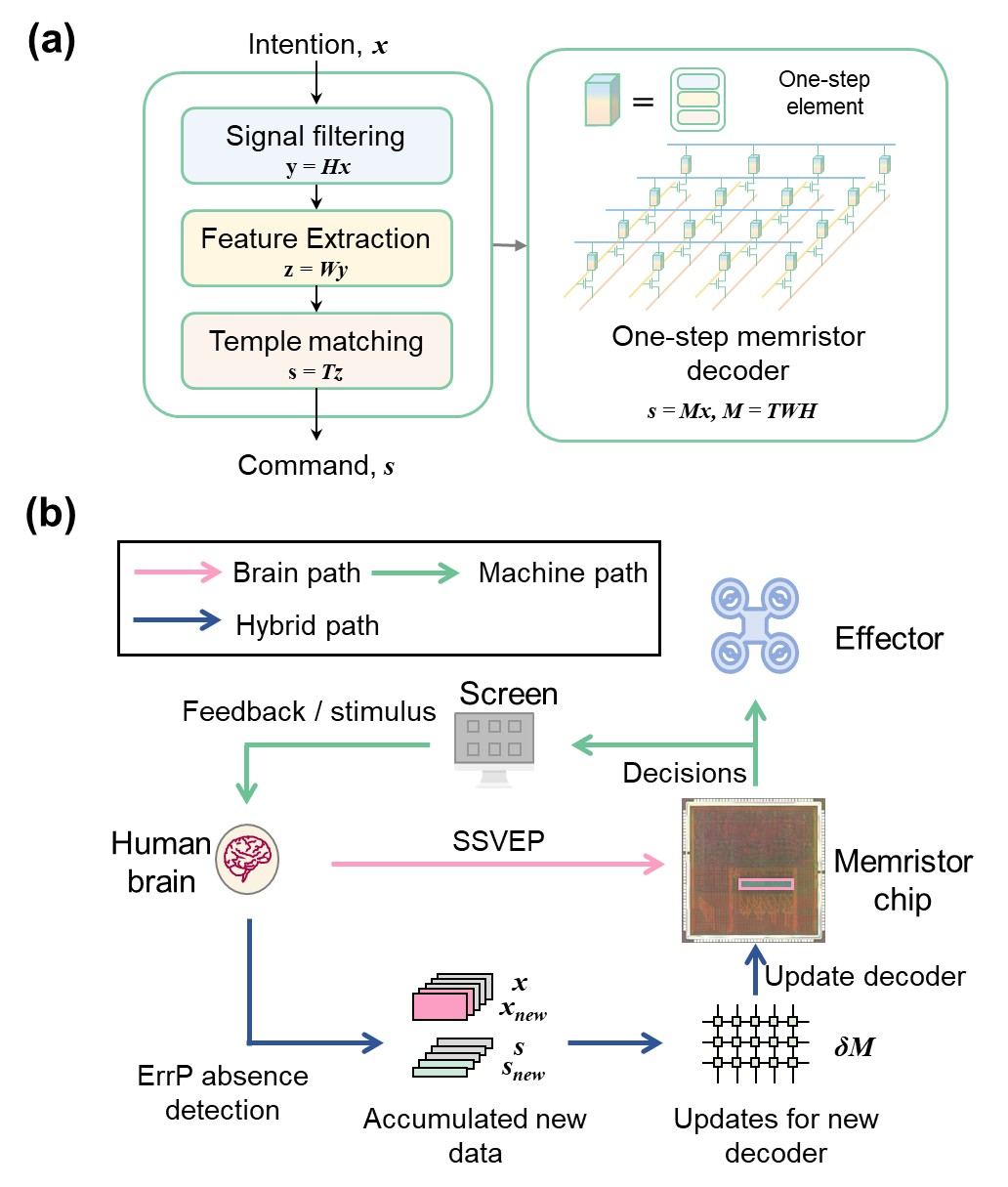 20250217-NE脑机接口-集成电路学院-图2关键技术创新：（a）单步解码策略、（b）交互式更新框架jpg