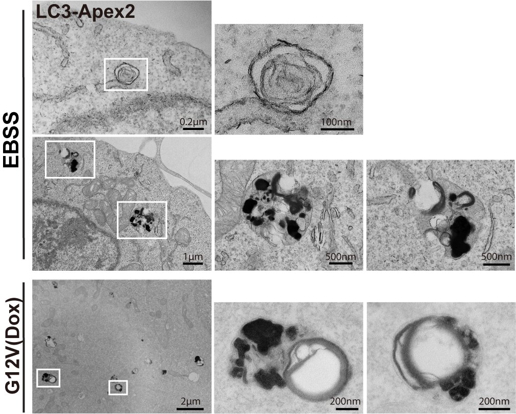 图2. 电镜图_proc.jpg