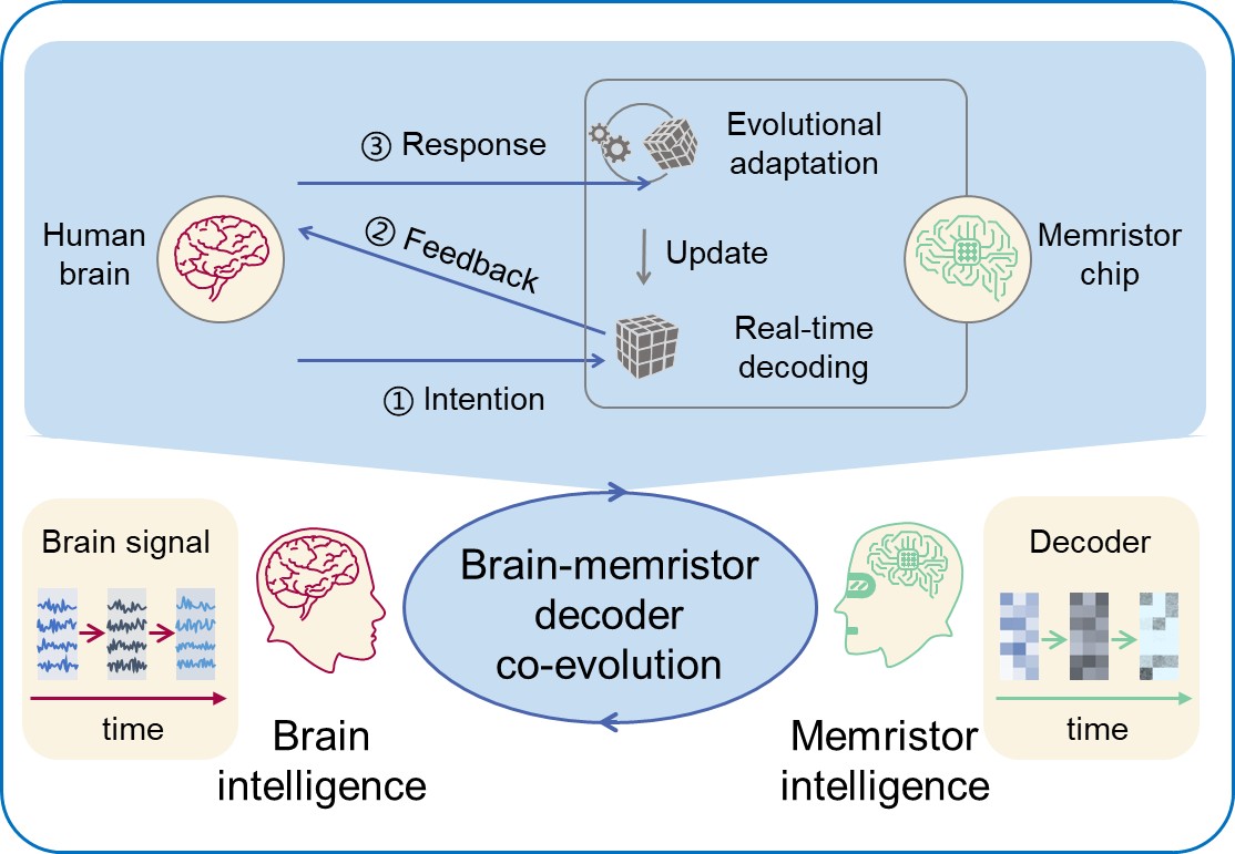 20250217-NE脑机接口-集成电路学院-图1提出了自适应神经形态解码器，支持脑机协同演进jpg